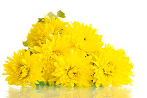 Yellow Chrysanthemums