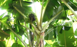 banana-tree-blog