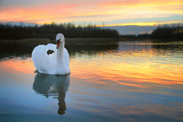 reflection of swan in lake as the reflection of ourselves in mirror on spiritual journey