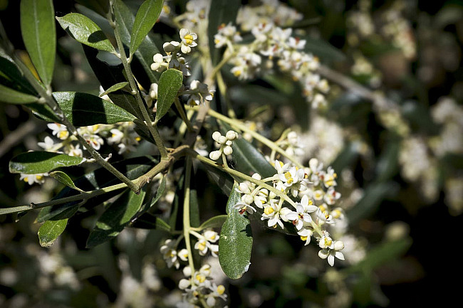 Olive blossoms