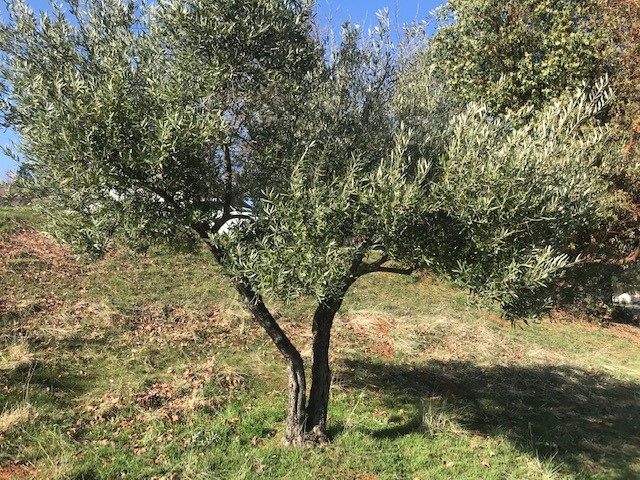 Olive tree planted in the Ananda olive garden