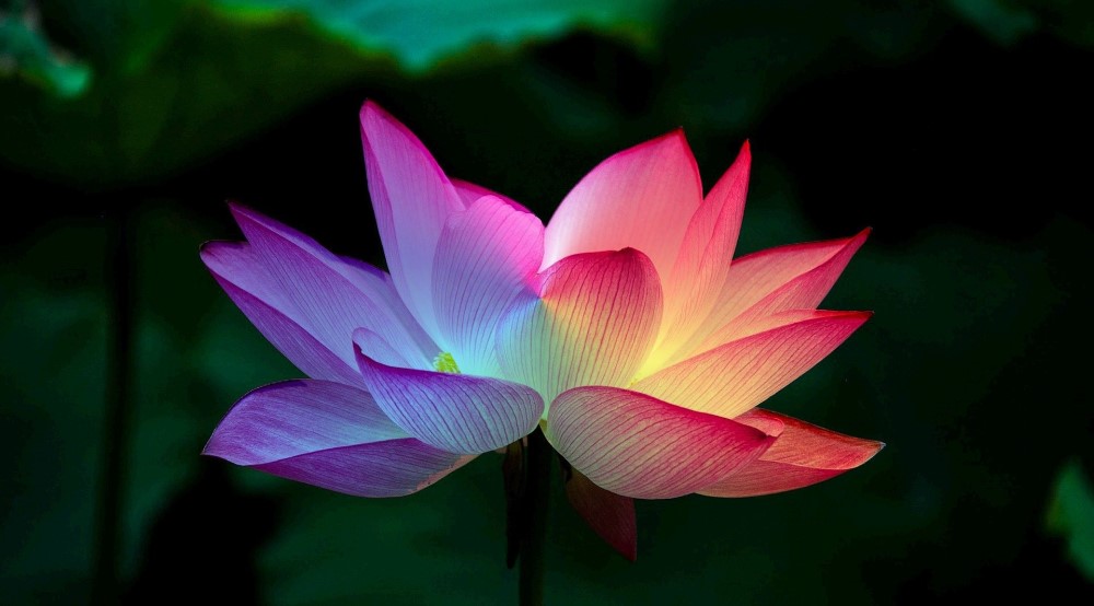 lotus-flower-5151674_1000x554