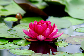 Pink lotus blossom in a lotus pond.