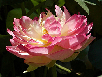 An open pink Lotus flower