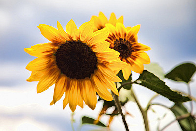 Sunflowers-at-the-permaculture-garden-BB